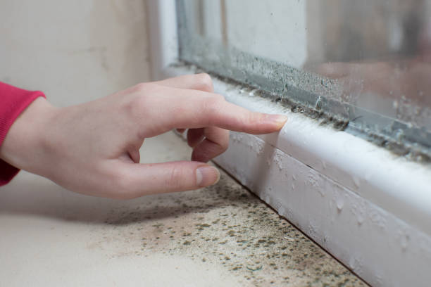 Best Commercial Mold Inspection  in USA